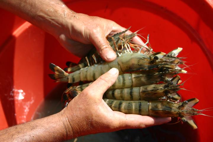 Black tiger prawns © Copyright CSIRO Australia, 2019-10-03